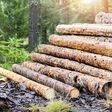 Log trunks pile, the logging timber forest wood industry. Wide banner or panorama wooden trunks.