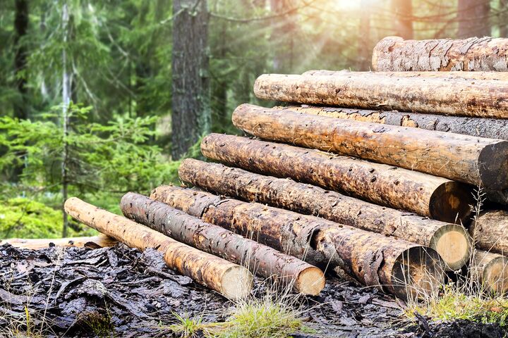 Log trunks pile, the logging timber forest wood industry. Wide banner or panorama wooden trunks.