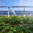 energy, sky, solar, power, field, green, electricity, greenhouse, blue, farm, nature, agriculture, wind, grass, landscape, plant, windmill, glasshouse, environment, renewable, hothouse, technology, alternative, turbine, industry, photovoltaic, panel, under, planted, vegetables