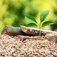 wood pellets with leaf and tree trunks. concept of eco-sustainable fuel.