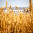 field, wheat, agriculture, crop, grain, nature, sky, summer, farm, cereal, harvest, plant, yellow, golden, barley, blue, rural, ripe, corn, grass, food, landscape, gold, seed, rye, solar, photovoltaic, agricultural light complementary, close-up