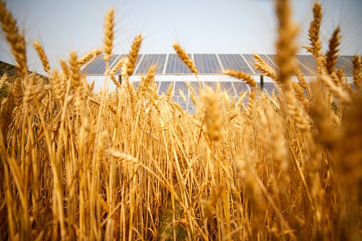 field, wheat, agriculture, crop, grain, nature, sky, summer, farm, cereal, harvest, plant, yellow, golden, barley, blue, rural, ripe, corn, grass, food, landscape, gold, seed, rye, solar, photovoltaic, agricultural light complementary, close-up