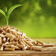 Young seedling sprouting from a pile of wood pellets outdoors on a green background with copy space conceptual of renewable energy and fuel