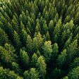 Aerial top view of summer green trees in forest. Drone photography