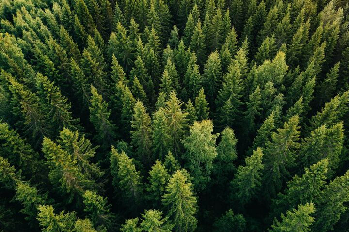 Aerial top view of summer green trees in forest. Drone photography