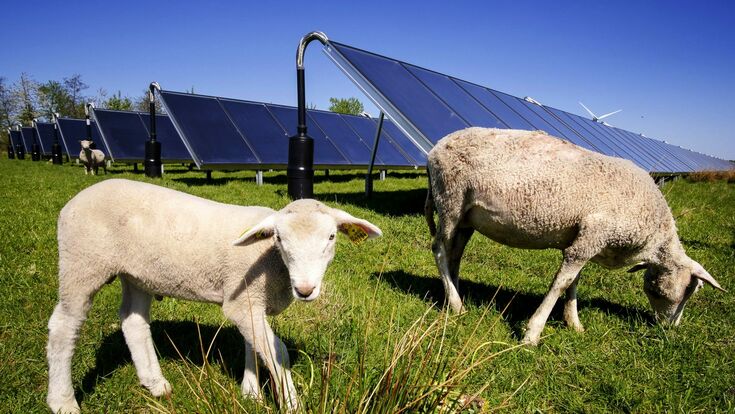 © Austria Solar/ GREENoneTEC Schafe weiden im Gras bei einer Solarthermie-Anlage