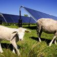 Schafe weiden im Gras bei einer Solarthermie-Anlage