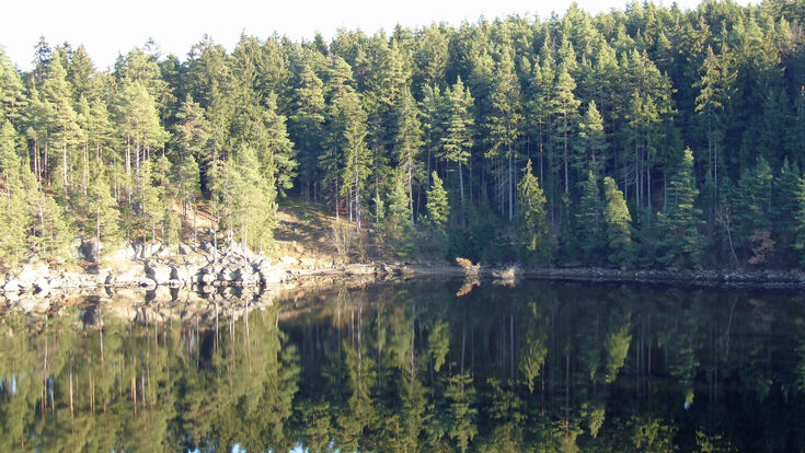 Wald bzw. Biomasse in Form von Holz, das sich im Wasser spiegelt