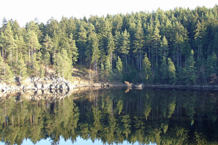 Wald bzw. Biomasse in Form von Holz, das sich im Wasser spiegelt