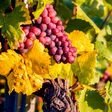 weinreben weinberg rheingau weintrauben rot blau natur landschaft wein essen trinken kultur winzer landwirtschaft deutscher wein weinstrasse mosel deutschland schmackhaft rotwein weißwein spaziergang weinstock weinanbau weinbau traubenlese trauben herbst weinprobe weinbauer bauer ernte